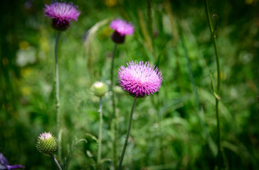 Thistle flower in in the meadow.