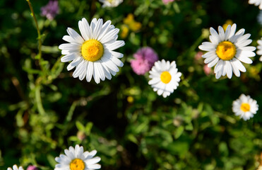 Beautiful daisies in a green meadow.