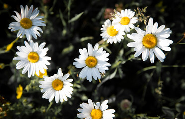Beautiful daisies in a green meadow.