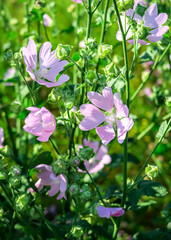 Fototapeta na wymiar wild pink mallow flowers grows in the field