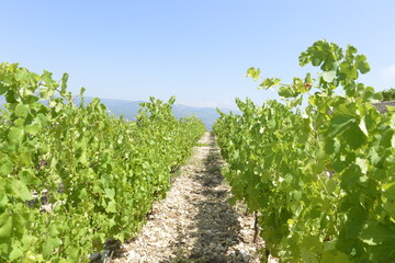 Fototapeta na wymiar Row of vines in the vineyard