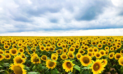 Fototapeta premium Field of blooming sunflowers in background of blue sky. Oil production