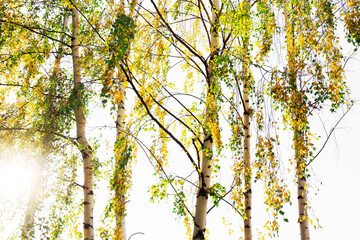 Birch Grove. Tree trunks and yellow foliage on a sunny day. flat lay frame