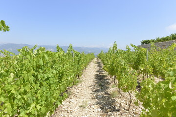 Fototapeta na wymiar Row of vines in the vineyard