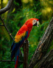 Fototapeta na wymiar One ara parrot on brunch with green background