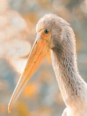 The yellow-billed stork african bird - ibis nesyt in golden hour
