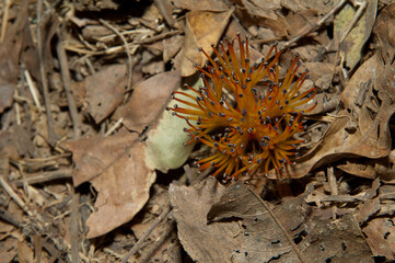 Flower fallen on the forest floor. Niokolo Koba National Park. Tambacounda. Senegal.