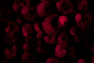 Fototapeta background of tiny red leaves obraz
