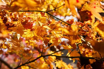 Autumn Leaves In a Mountain In Japan