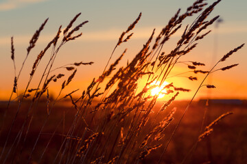 Grass at sunset