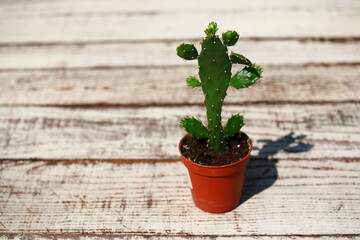 Brasiliopuntia brasiliensis opuncja brazylijska kaktus