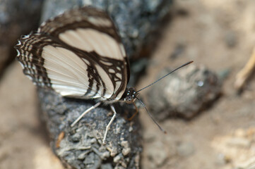 Sailer butterfly Neptis sp sucking salts from an animal excrement. Niokolo Koba National Park. Tambacounda. Senegal.