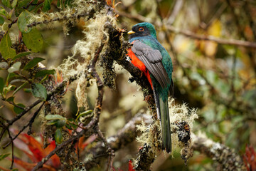 Masked Trogon - Trogon personatus green and red bird in Trogonidae, common in humid highland forests in South America, mainly the Andes and tepuis, feeds on both fruits and insects