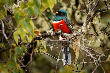 Masked Trogon - Trogon personatus green and red bird in Trogonidae, common in humid highland forests in South America, mainly the Andes and tepuis, feeds on both fruits and insects