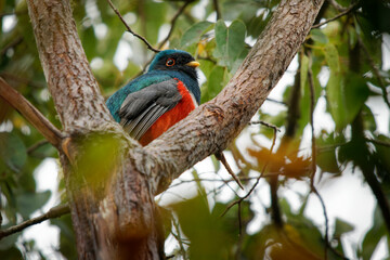 Masked Trogon - Trogon personatus green and red bird in Trogonidae, common in humid highland forests in South America, mainly the Andes and tepuis, feeds on both fruits and insects
