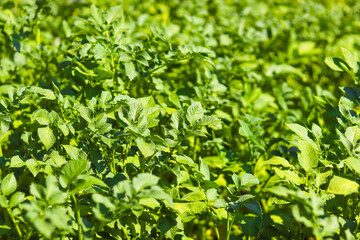Healthy green leaves of potato plants in the field. Agricultural background.