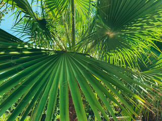 Obraz na płótnie Canvas exotic green plants in a hot country. palm trees with long, green leaves. texture, natural background with palm branch
