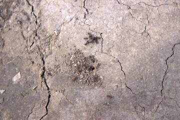 Ants on the ground minding their own business
