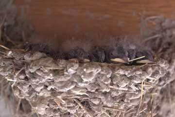 Swallows nest. Swallow chicks. wildlife on the doorstep.