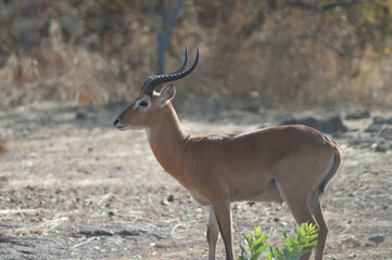 Male Buffon's kob Kobus kob kob. Niokolo Koba National Park. Tambacounda. Senegal.
