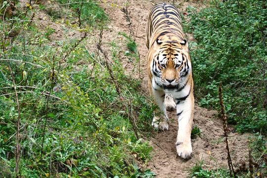 Tiger between trees and rock. Striped coat of elegant predators. Big cat from Asia