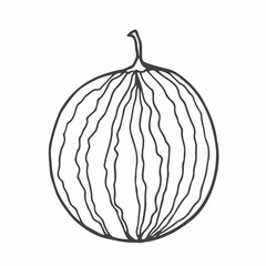 Watermelon hand drawn illustration. Watermelon slice sketch. Black and white.