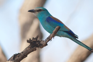 Abyssinian roller Coracias abyssinicus on a branch. Niokolo Koba National Park. Tambacounda. Senegal.