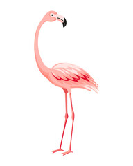 Pink flamingo. Exotic tropical bird character. Isolated wildlife animal. Nature wild fauna. Cute african bird standing