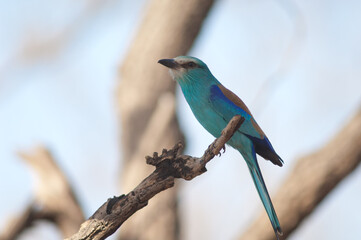 Abyssinian roller Coracias abyssinicus on a branch. Niokolo Koba National Park. Tambacounda. Senegal.