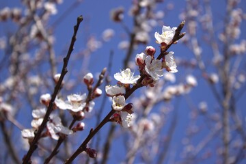 Flowering branch of apricot. Delicate flowers and a bee buzzing around them.