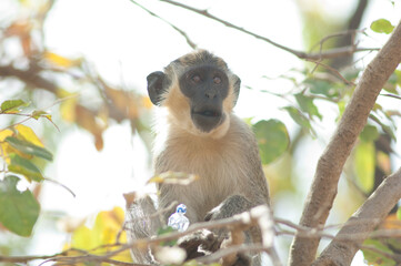 Naklejka na ściany i meble Green monkey Chlorocebus sabaeus eating a sweet. Niokolo Koba National Park. Tambacounda. Senegal.