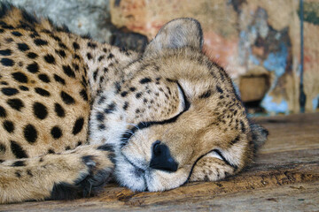 Cheetah lying behind grass. Spotted fur. The big cat is a predator. Resting mammal