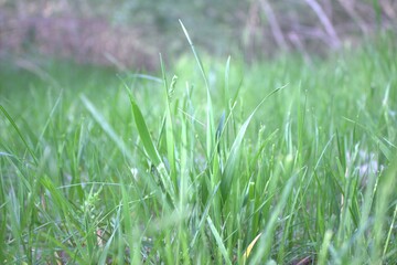 Bright, rich, juicy park greens. Day walk in summer