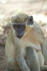 Green monkey Chlorocebus sabaeus in Niokolo Koba National Park. Tambacounda. Senegal.
