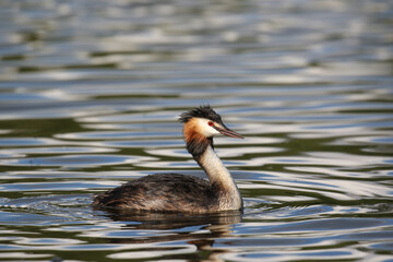 Great Crested Grebe (Podiceps cristatus), United Kingdom