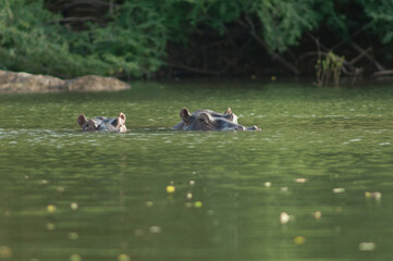 Hippos Hippopotamus amphibius in the Gambia River. Niokolo Koba National Park. Tambacounda. Senegal.
