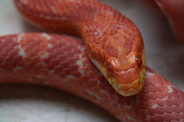 close up of a red snake and red eyes, Pantherophis guttata