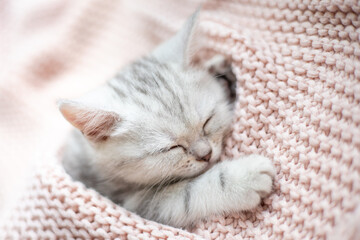 A gray-white striped kitten of the British breed sleeps on a knitted pink plaid. Pets. Lifestyle. Tenderness