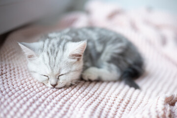 A gray-white striped kitten of the British breed sleeps on a knitted pink plaid. Pets. Lifestyle. Tenderness