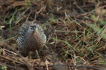 Double-spurred spurfowl Pternistis bicalcaratus in Niokolo Koba National Park. Tambacounda. Senegal.