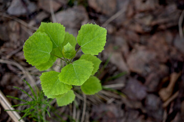 Young birch sprout close-up, forest planting, tree conservation