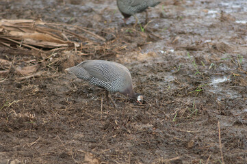 West African guineafowl Numida meleagris galeatus searching for food. Niokolo Koba National Park. Tambacounda. Senegal.