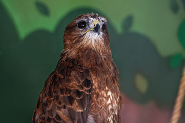 The common buzzard, buteo buteo, proudly looks straight ahead, sitting in the zoo enclosure. Portrait. Close-up.
