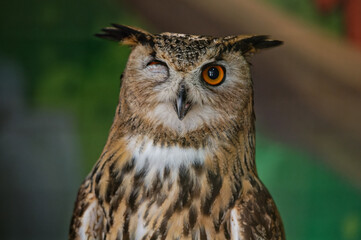 The common owl, bubo bubo, winked with one eye while sitting in the zoo enclosure. Portrait....