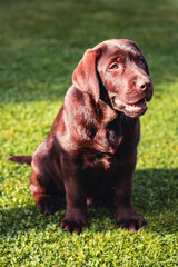 Puppy chocolate labrador retriever sitting on green grass