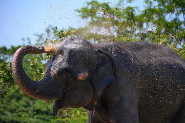 Asian elephant cheerfully pours water on himself from the trunk. Portrait. Close-up.