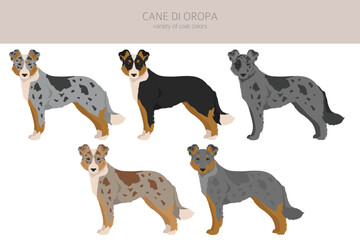 Obraz premium Cane di Oropa clipart. Different poses, coat colors set