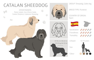 Catalan Sheepdog clipart. Different poses, coat colors set - obrazy, fototapety, plakaty