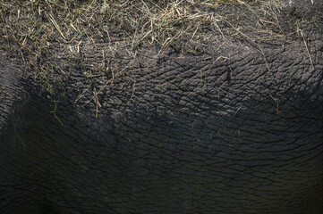 Elephant skin. Texture, background. Close-up, copy space.