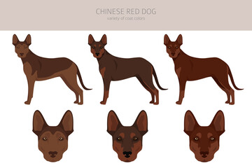 Chinese Red dog clipart. Different poses, coat colors set